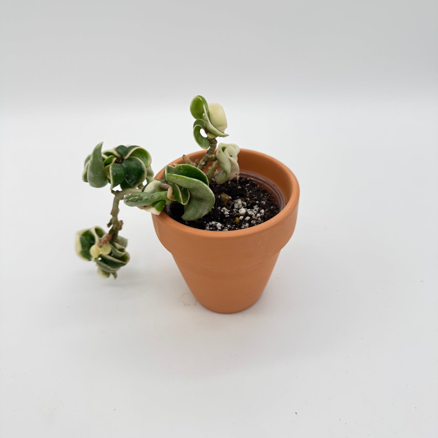 Hoya Compacta Variegated