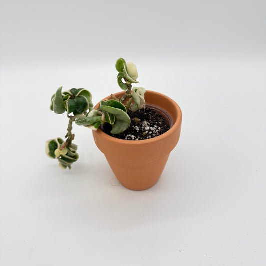 Hoya Compacta Variegated