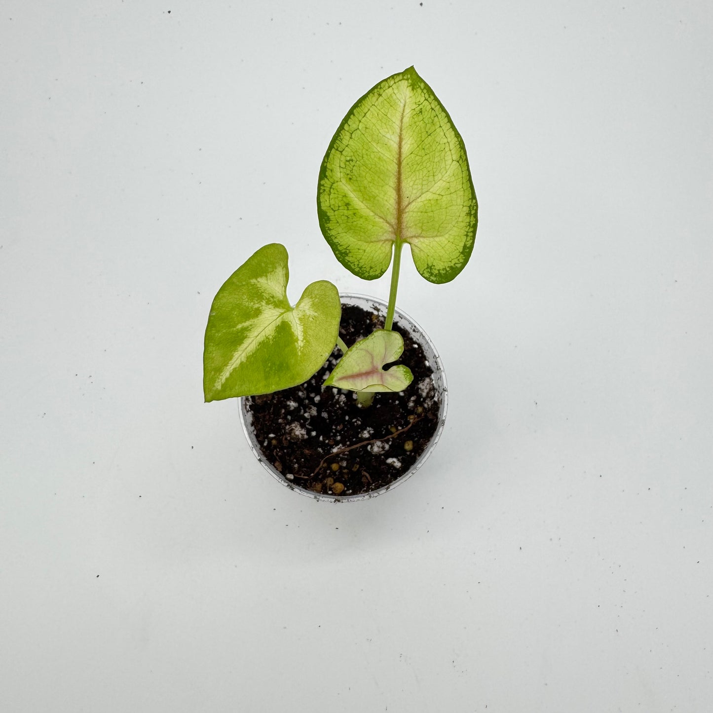 Syngonium Gold Allusion