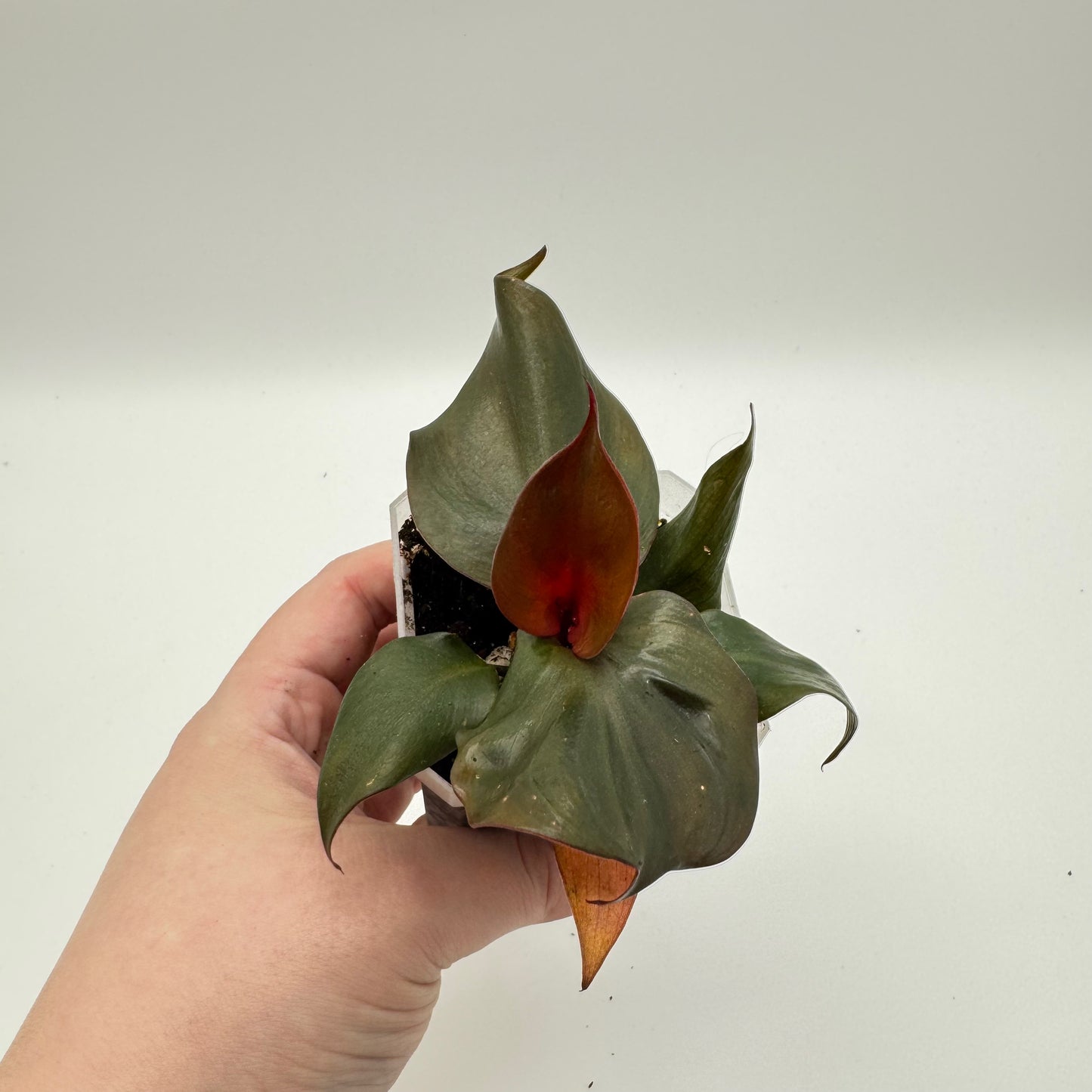 Philodendron Red Heart