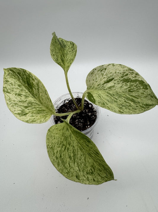 Pothos Marble Queen