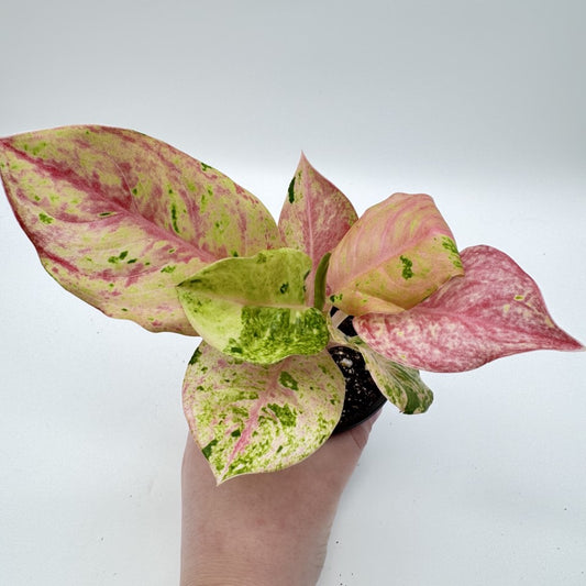 Aglaonema Pink Emerald