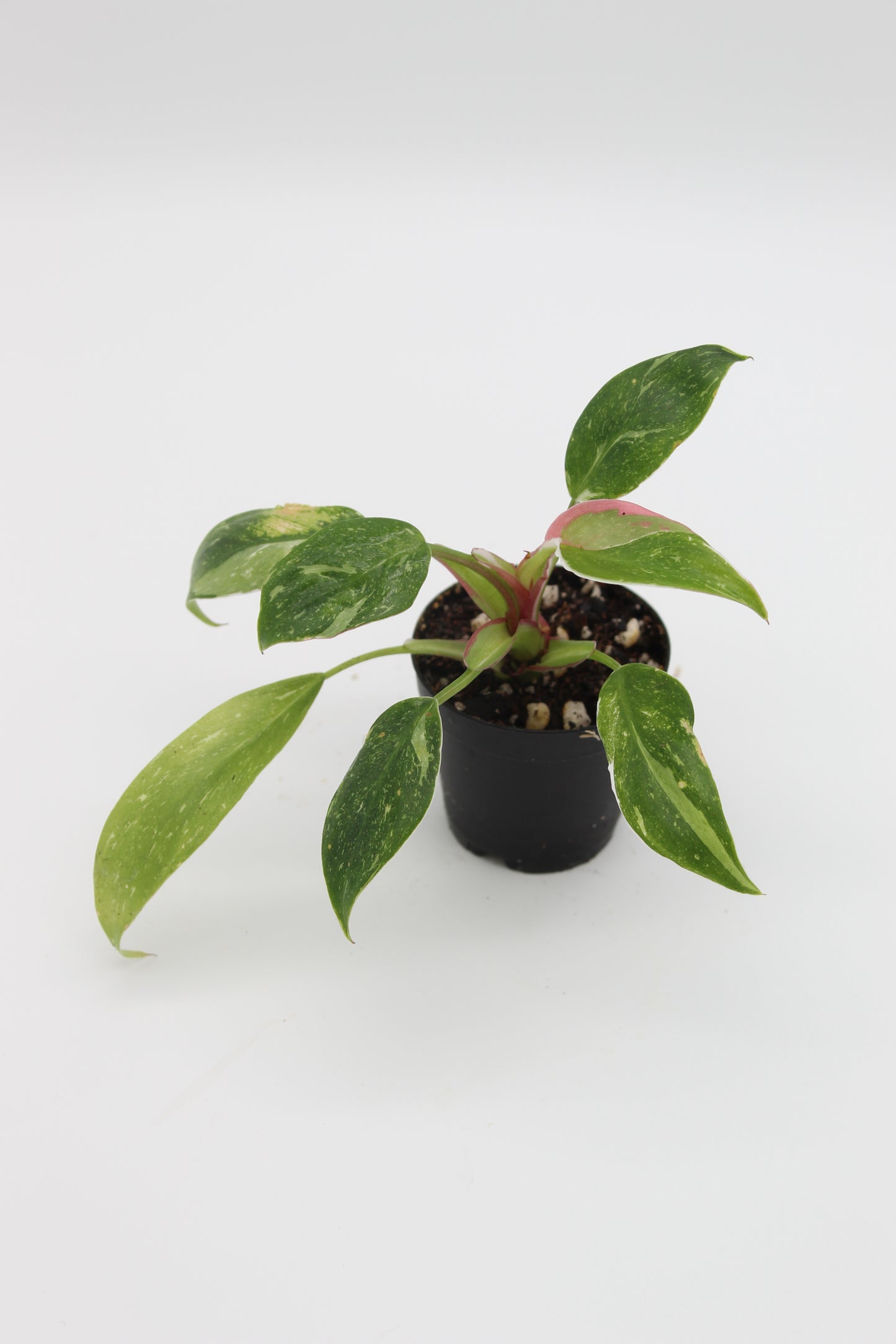 Philodendron White Princess