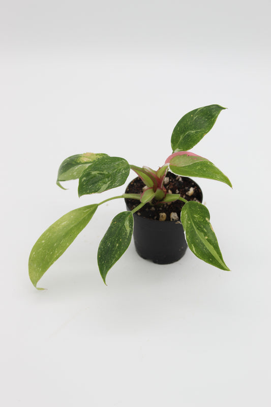 Philodendron White Princess