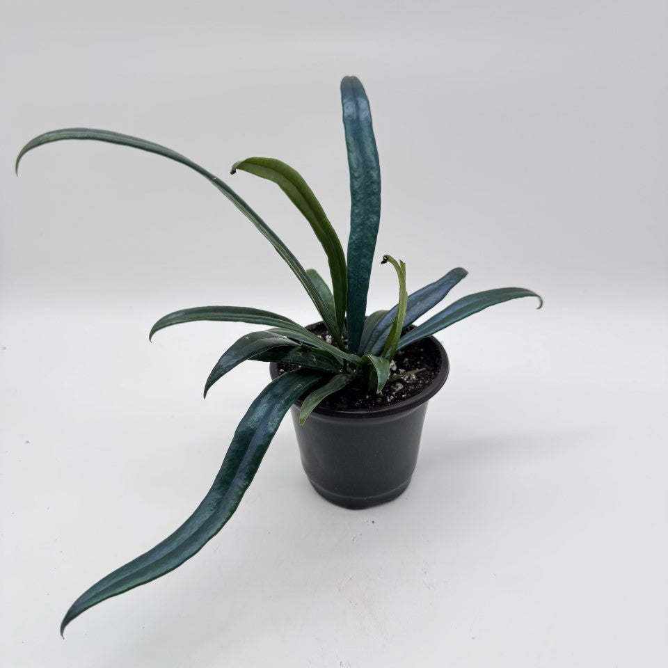 Microsorum Thailandicum