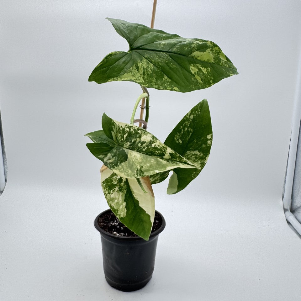 Syngonium Aurea