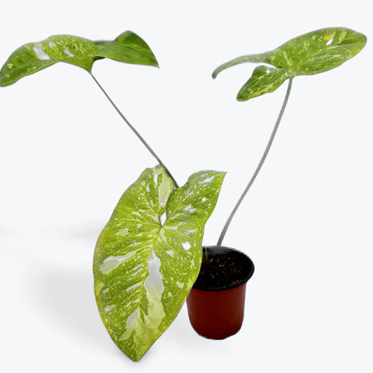 Syngonium Butterfly Galaxy