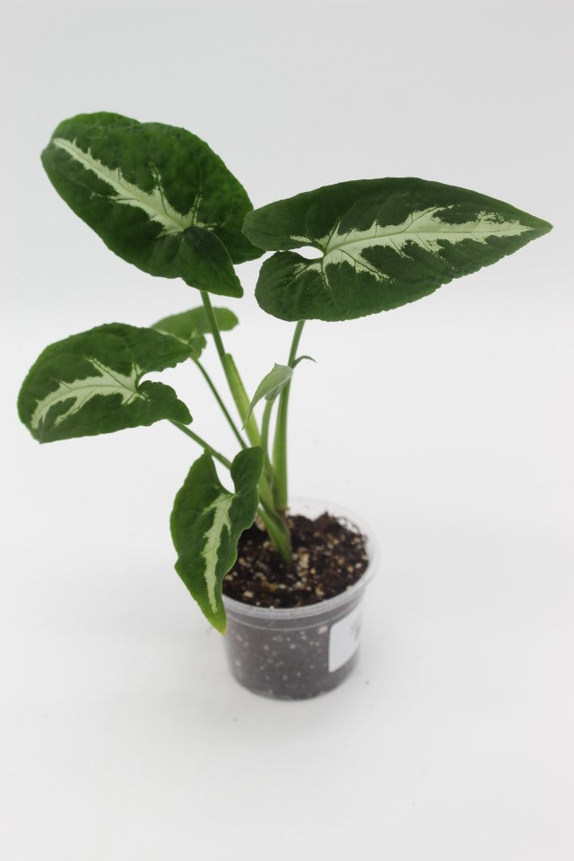 Syngonium Wendlandii