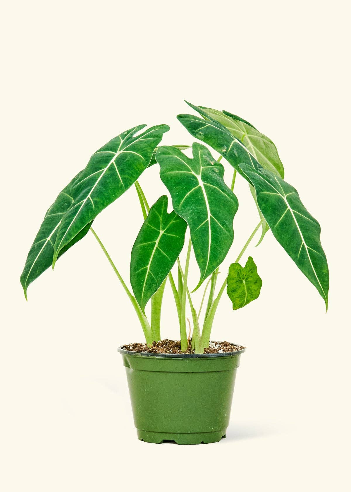 Alocasia Frydek