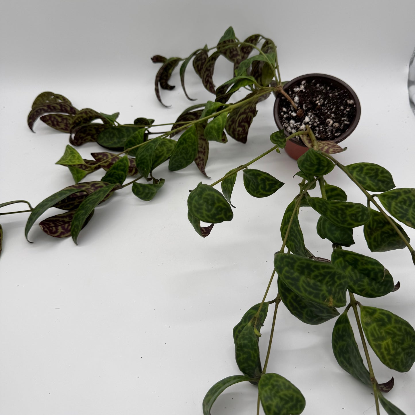 Aeschynanthus Longicaulis ‘Black Pagoda’