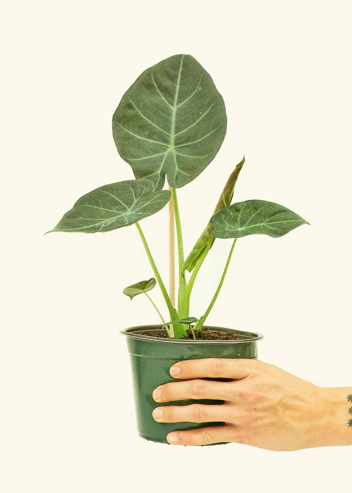 Alocasia Regal Shields
