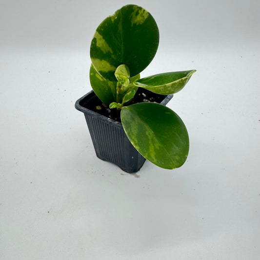 Peperomia Obtusifolia ‘Golden Gate