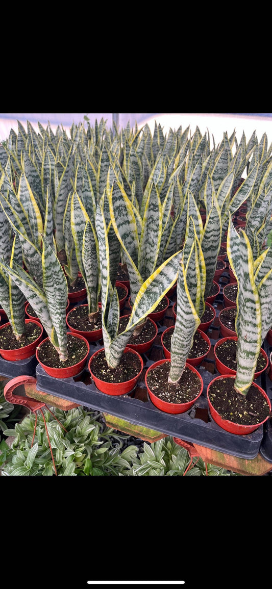 Sanseveria Laurentii