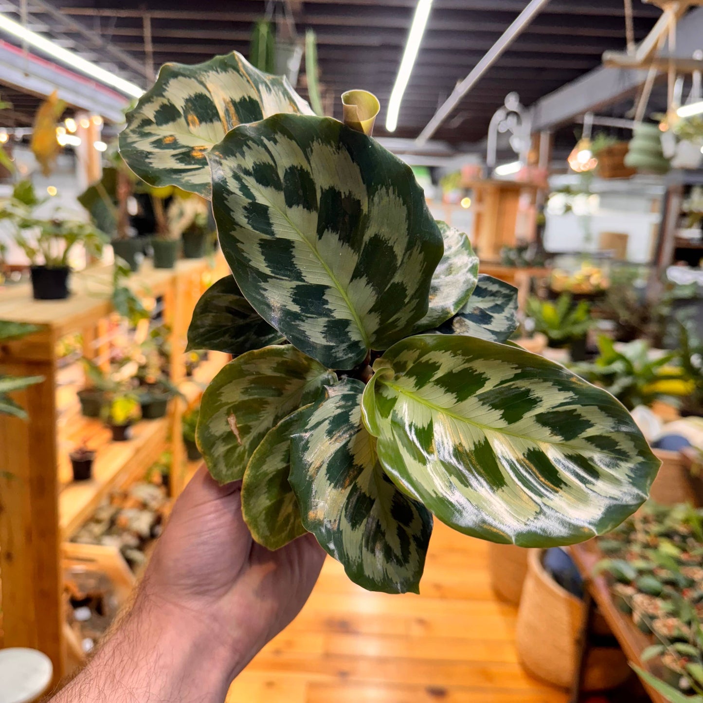 Calathea Helen Kennedy