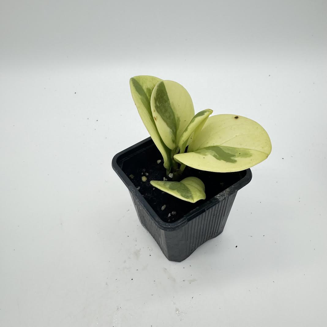 Peperomia Obtusifolia ‘Variegata’