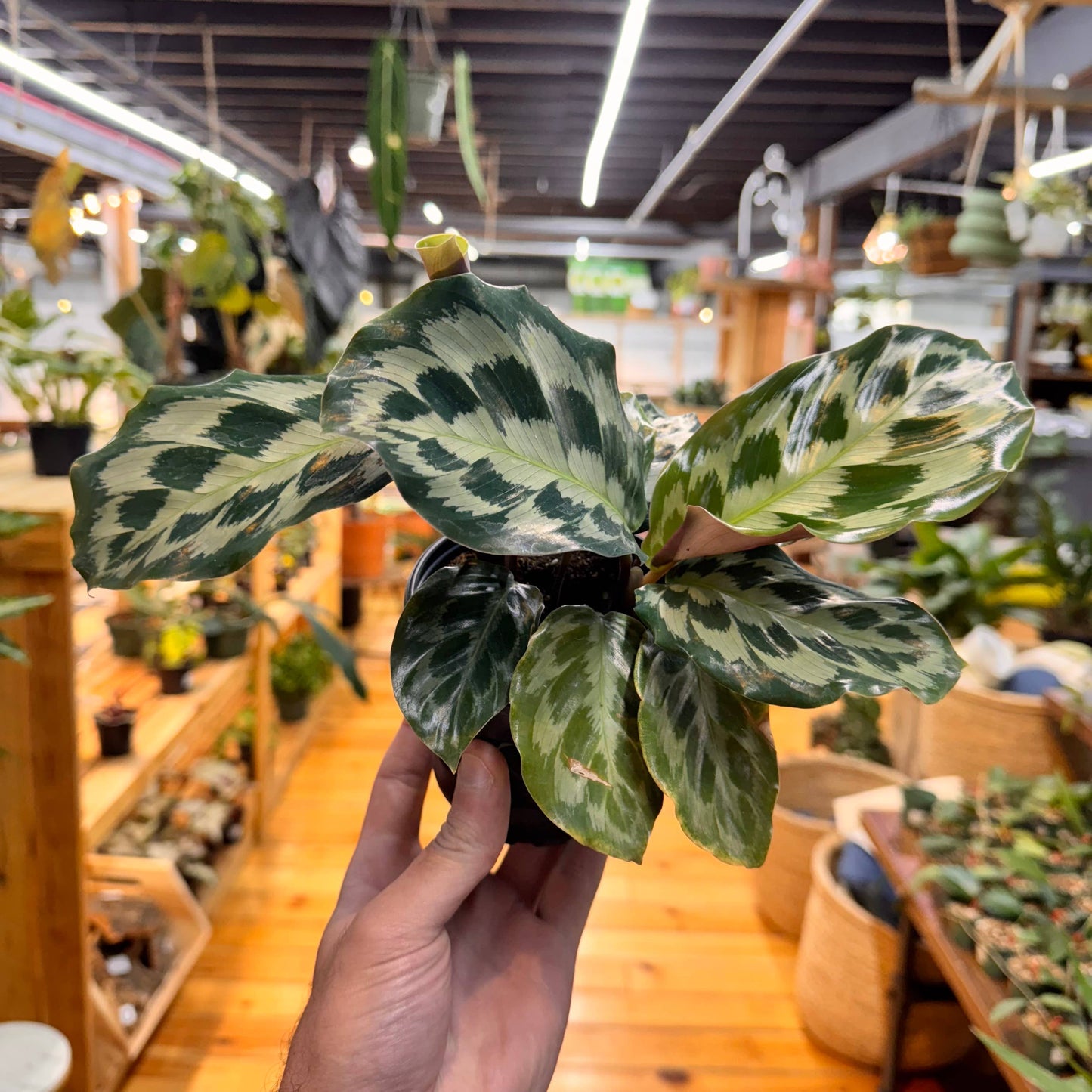 Calathea Helen Kennedy