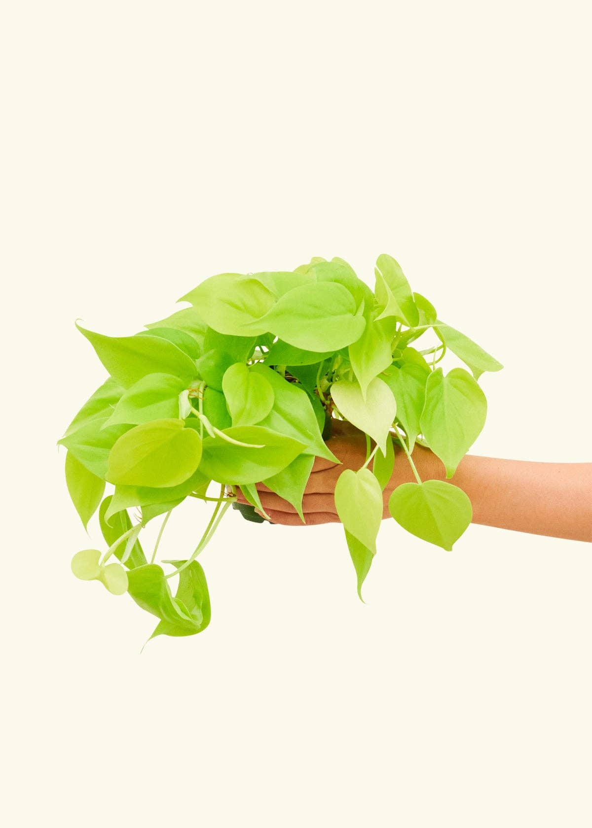 Philodendron Cordatum 'Neon'