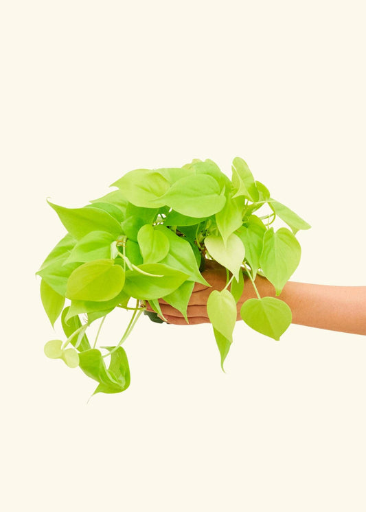 Philodendron Cordatum 'Neon'