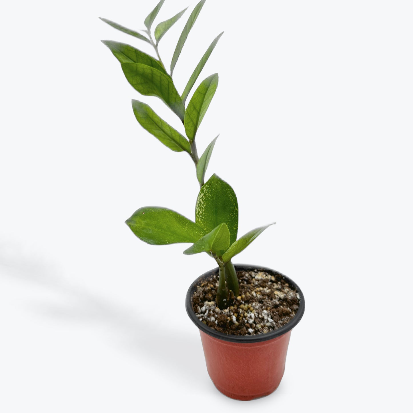 Zamioculcas zamiifolia ‘Chameleon’