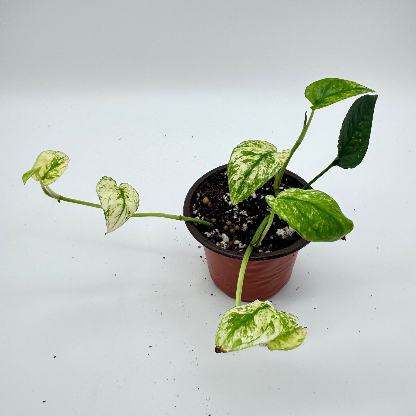 Pothos Cebu Blue Ghost