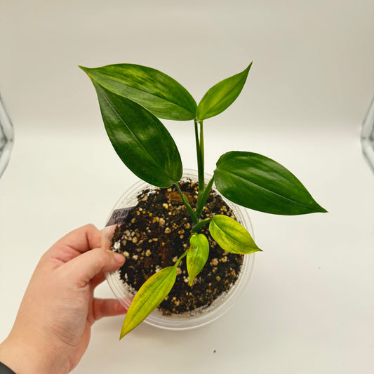 Epipremnum Ampilissimum Variegated