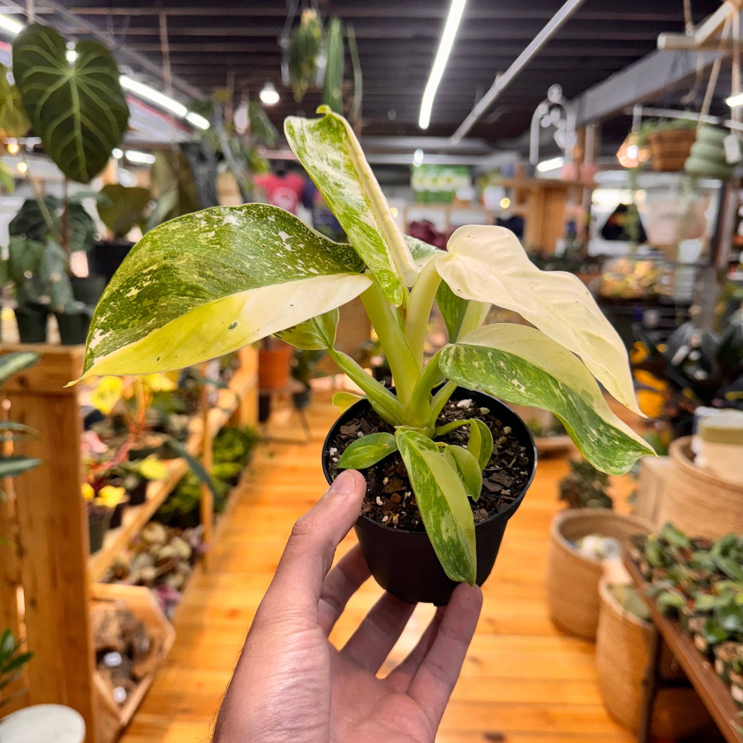 Philodendron Jose Bueno Fiesta