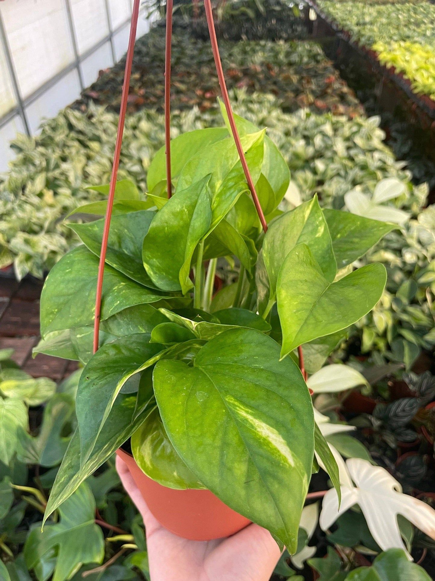 Epipremnum Aureum ‘Golden Pothos’