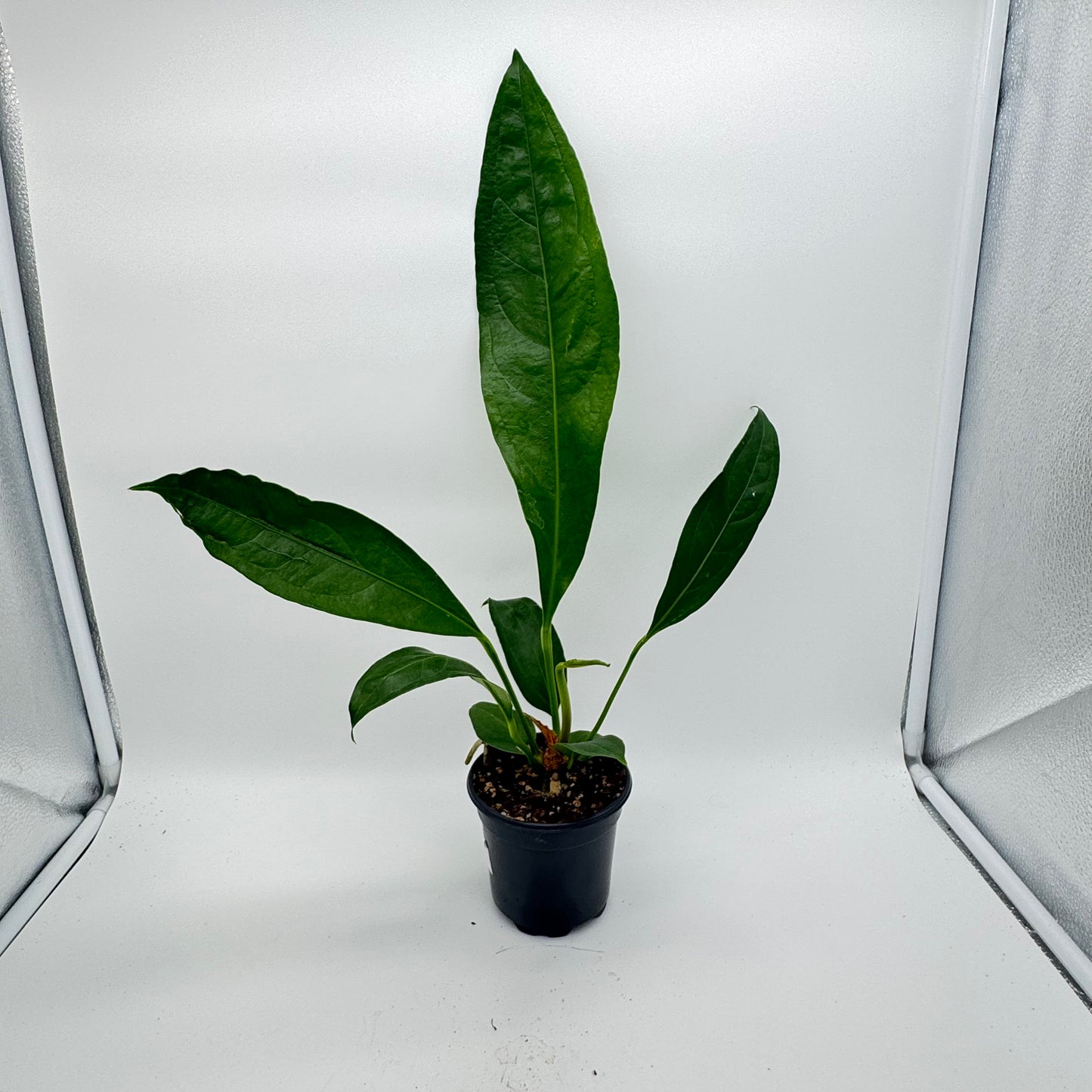 Anthurium Big Bill