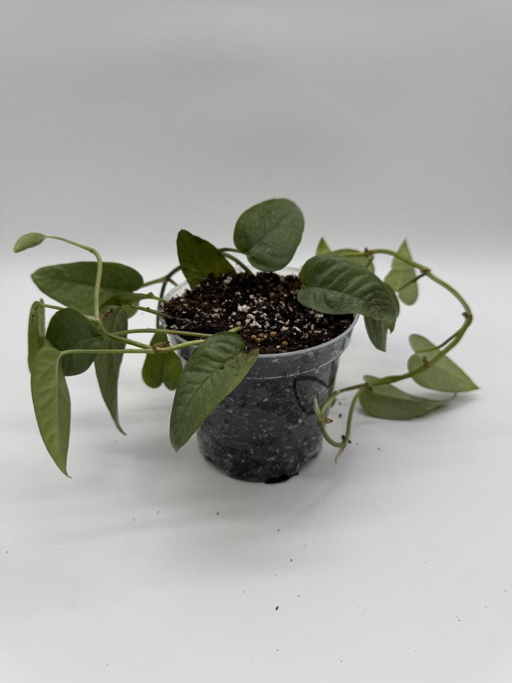 Pothos Cebu Blue