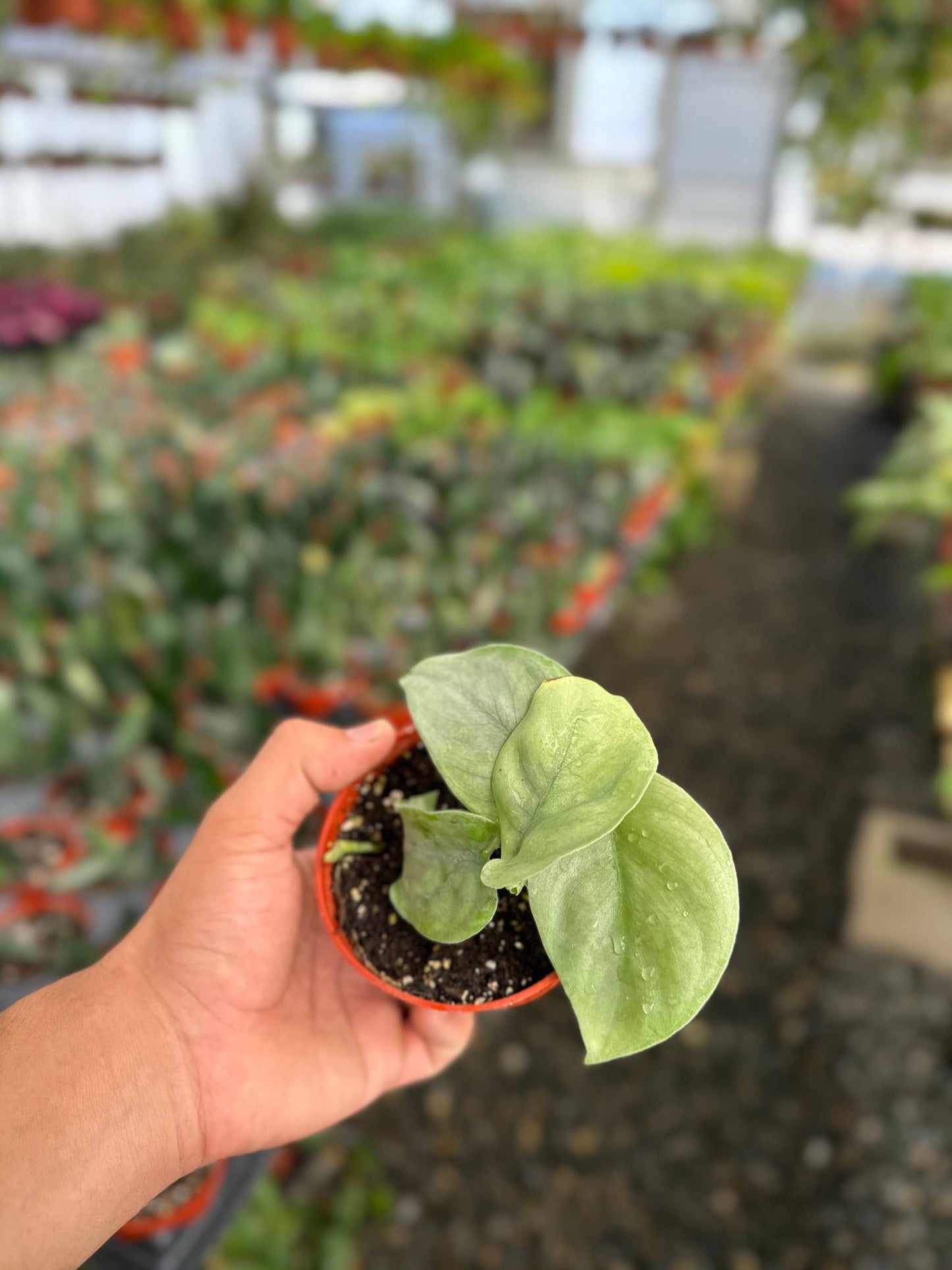 Scindapsus Pictus Platinum Java