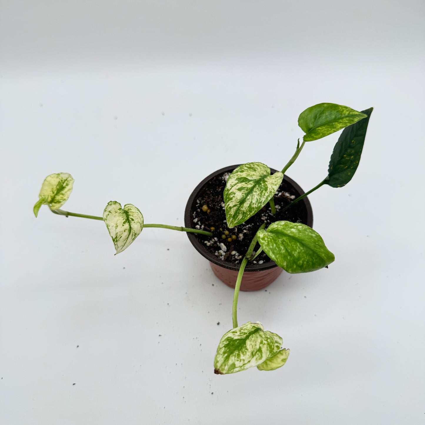 Pothos Cebu Blue Ghost