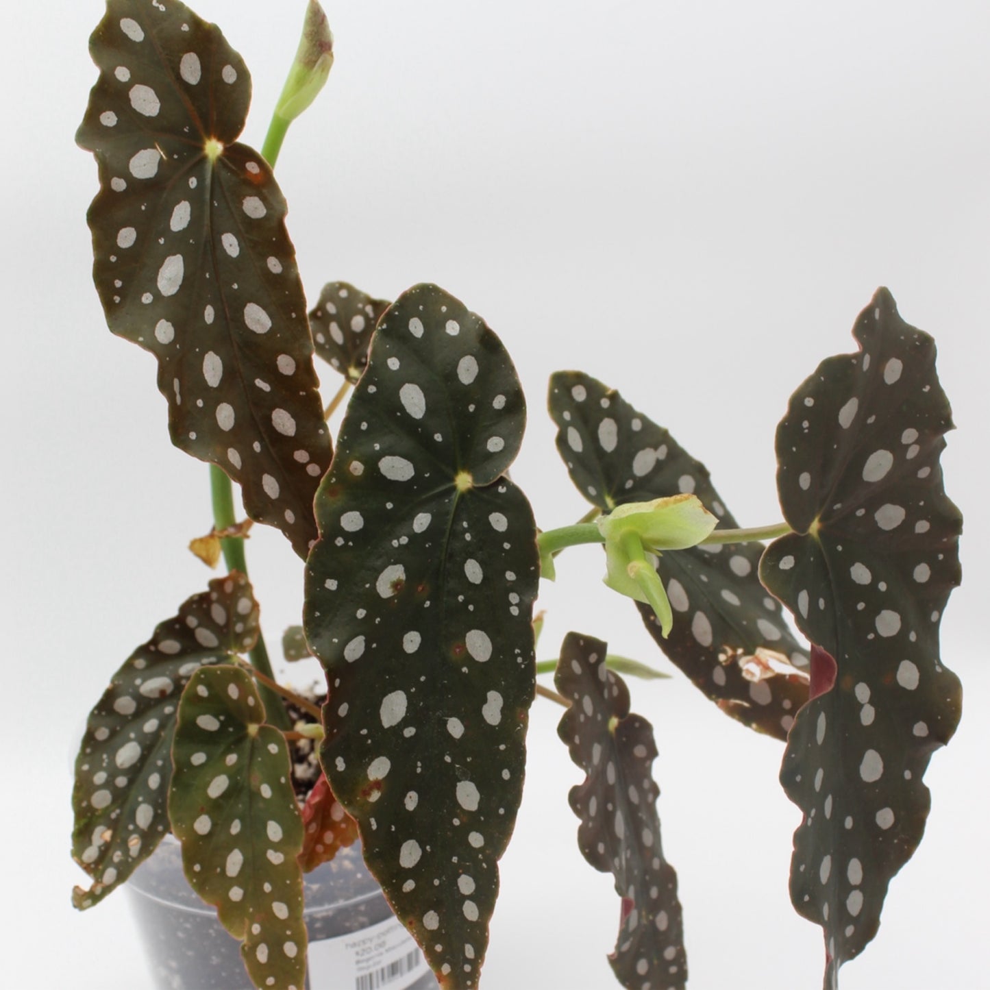 Begonia Maculata