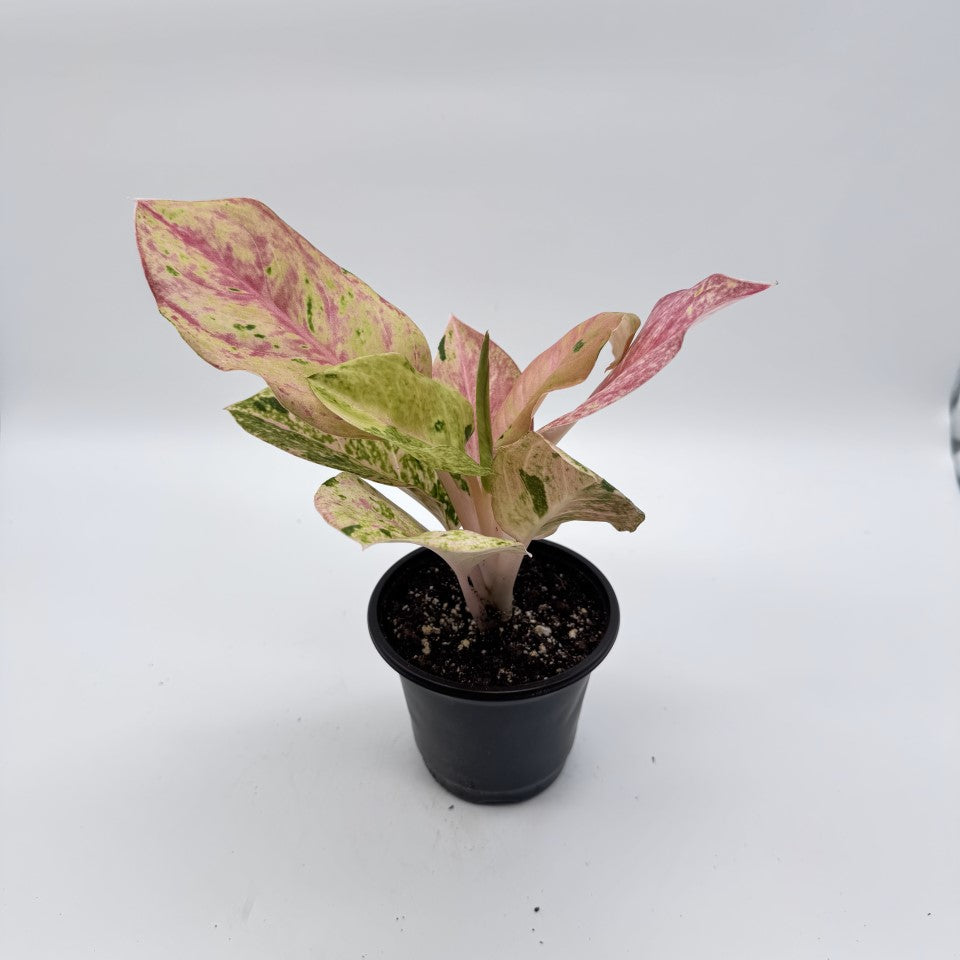 Aglaonema Pink Emerald