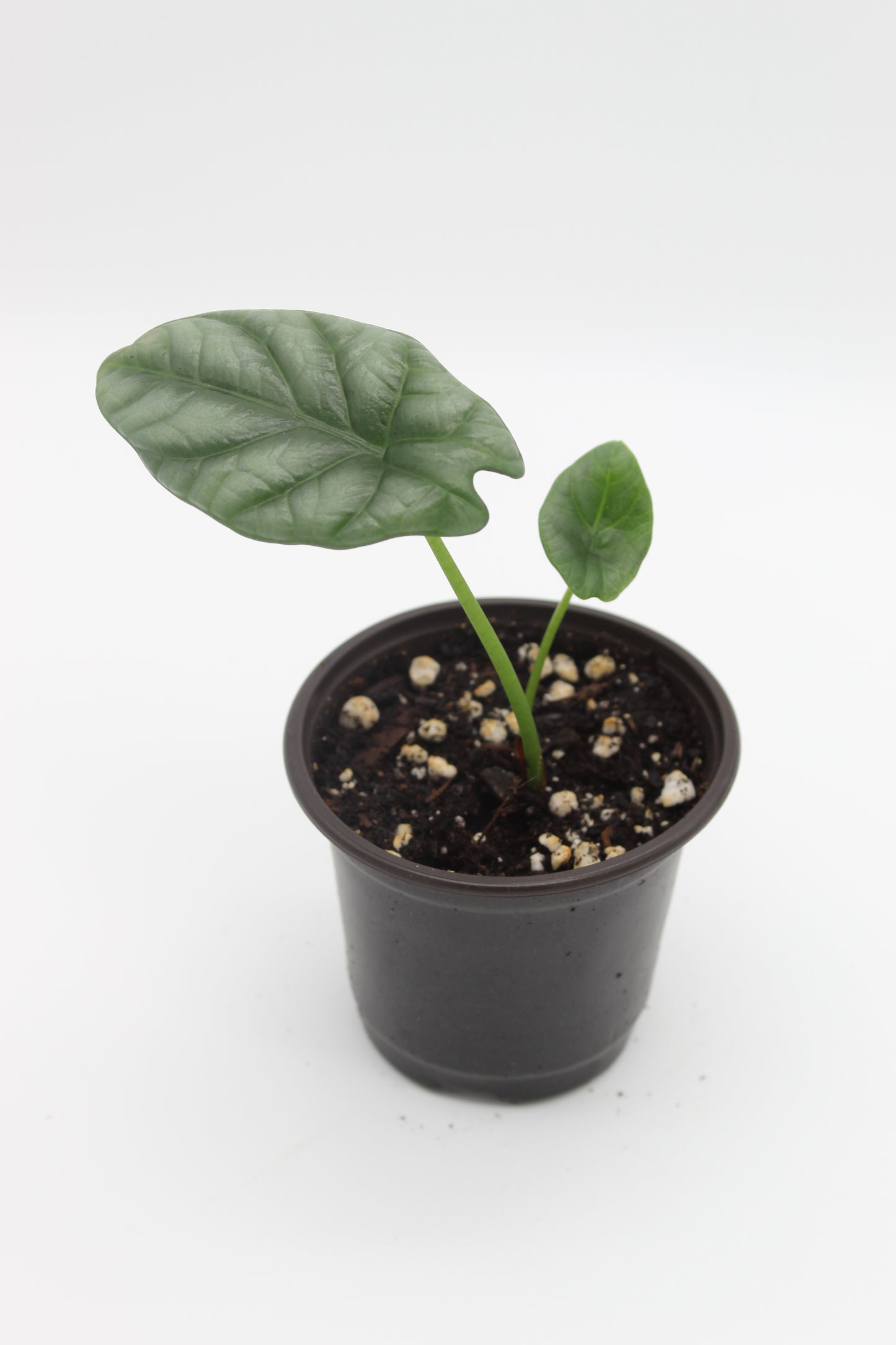 Alocasia Quilted Dream