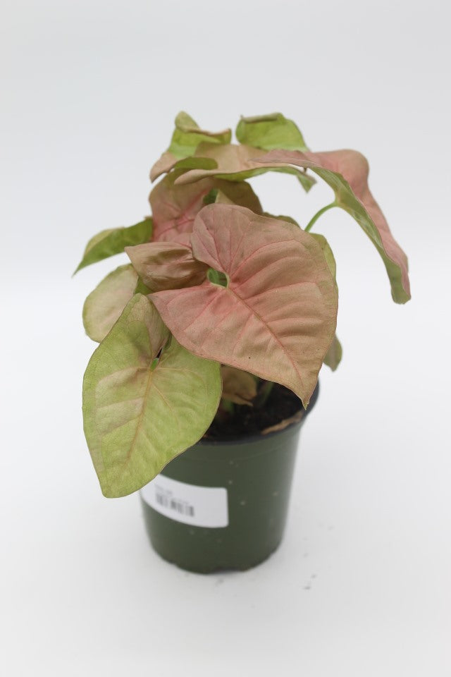 Syngonium Pink