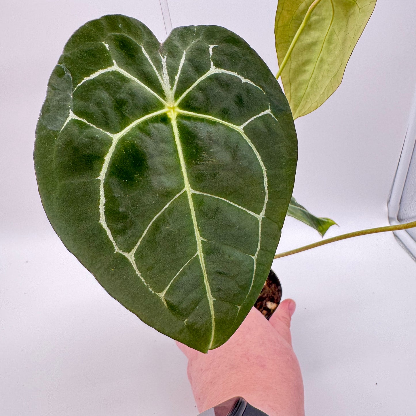 Anthurium NOID