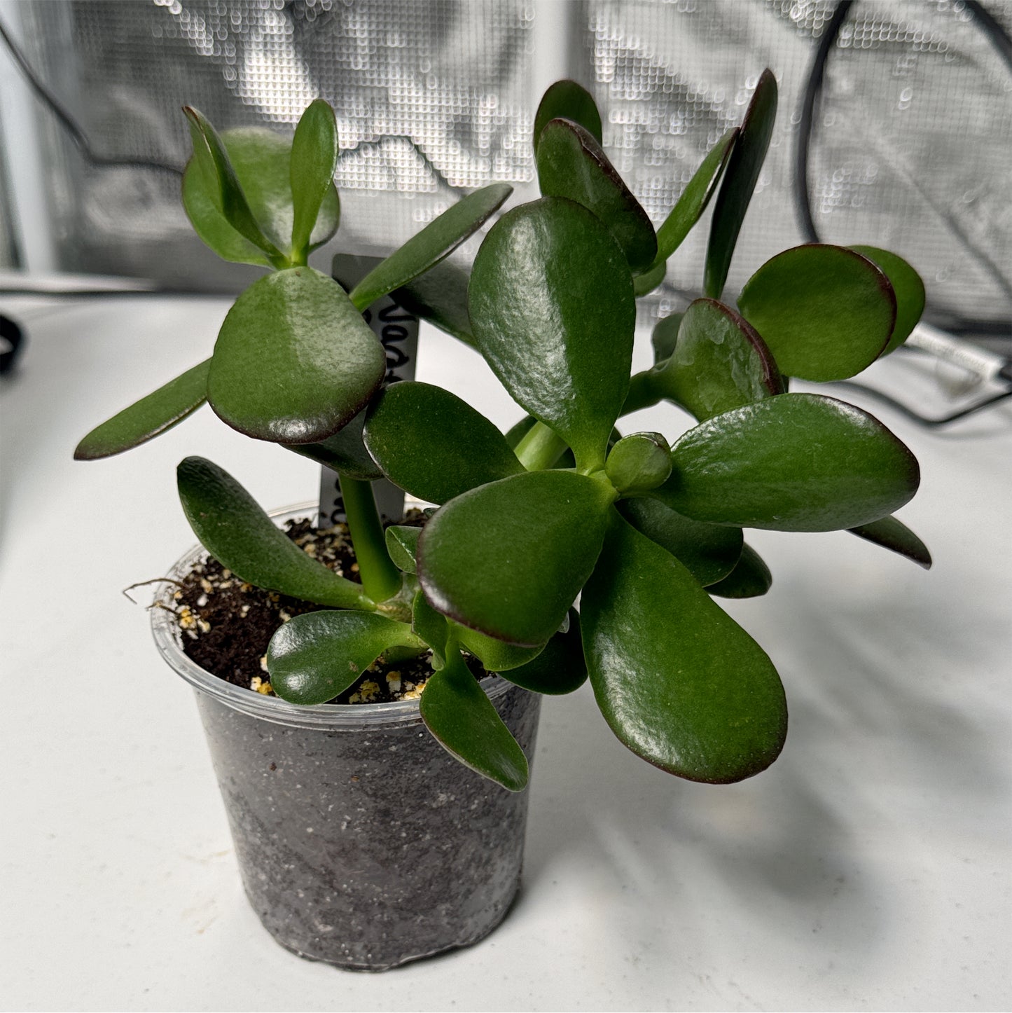 Jade Crassula Ovata