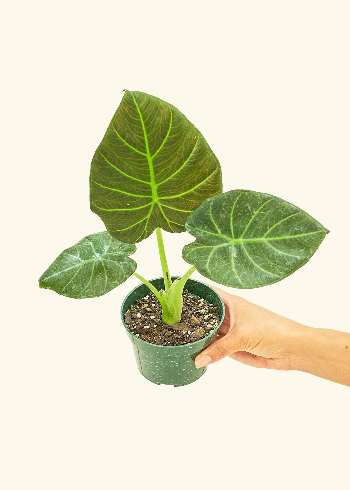 Alocasia Regal Shields