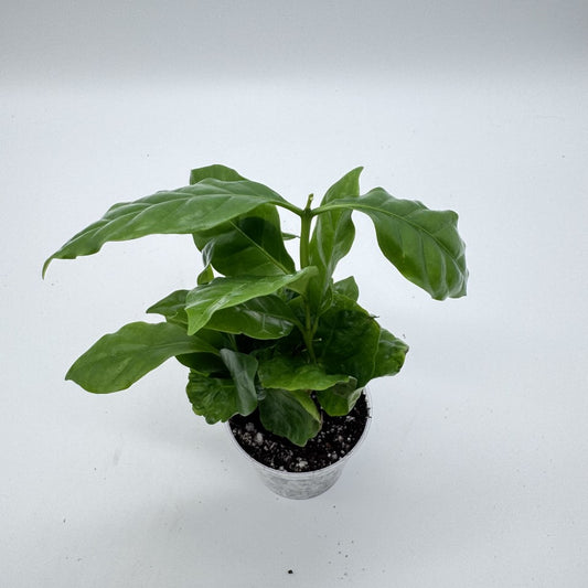 Arabica Coffee Plant