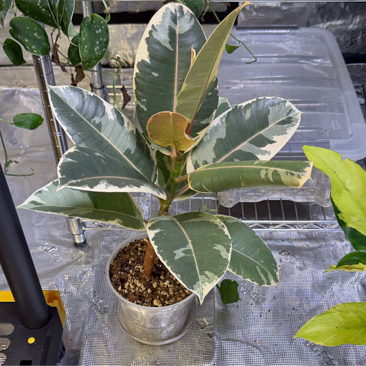 Ficus Elastica ‘Tineke’