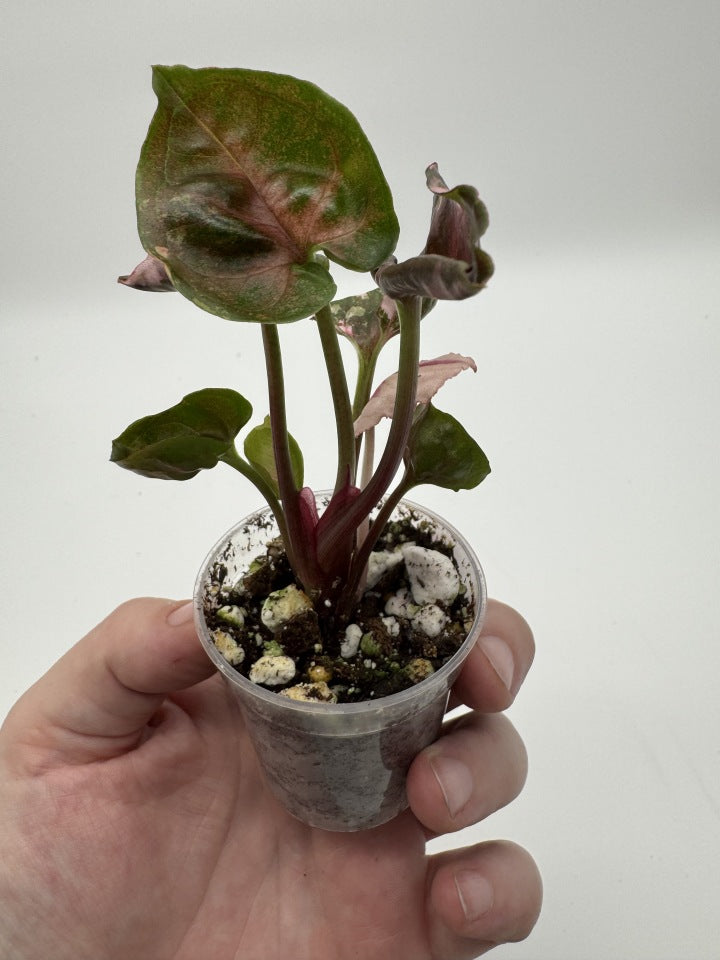 Syngonium Strawberry Ice Galaxy