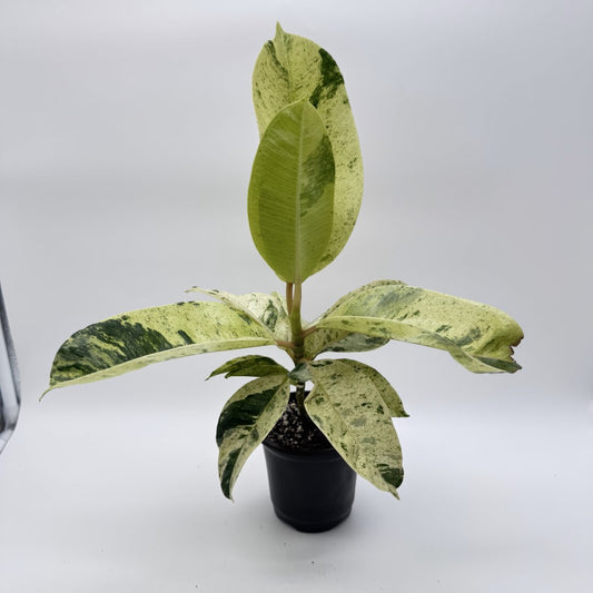 Ficus Shivereana ‘Moonshine’