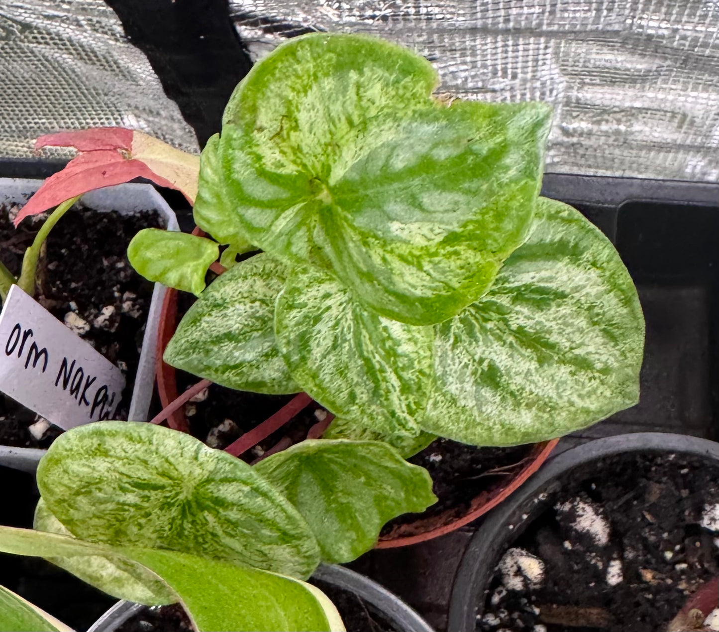 Variegated Watermelon Peperomia