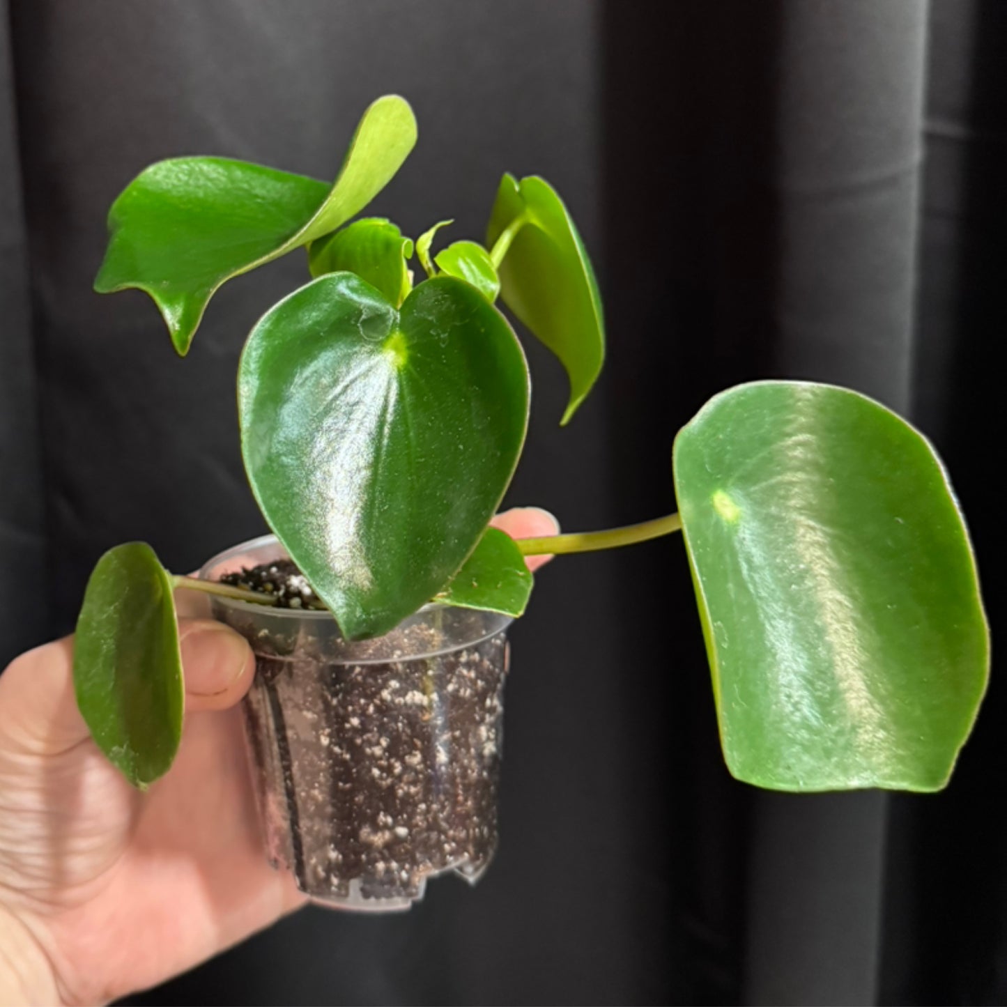 Peperomia Raindrop