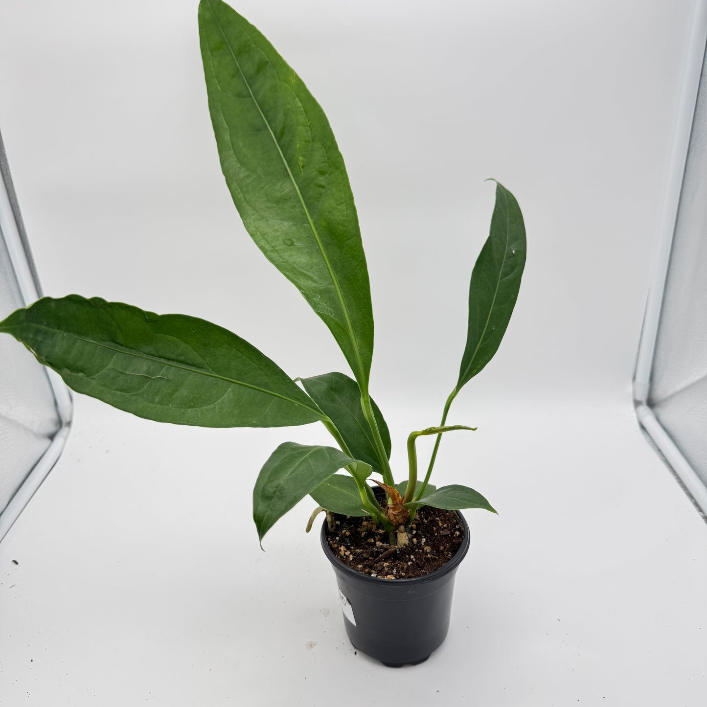 Anthurium Big Bill
