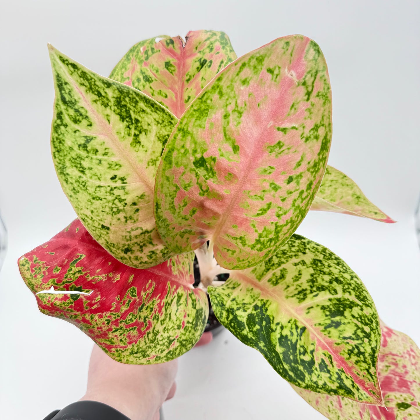 Aglaonema Masahetti