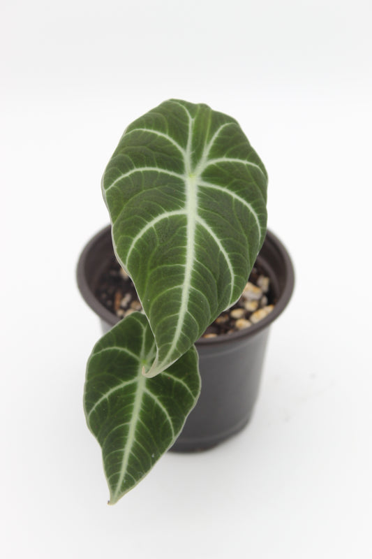 Alocasia Ninjia