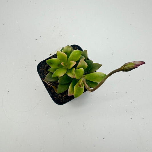 Anacampseros Telephiastrum F. Variegatum