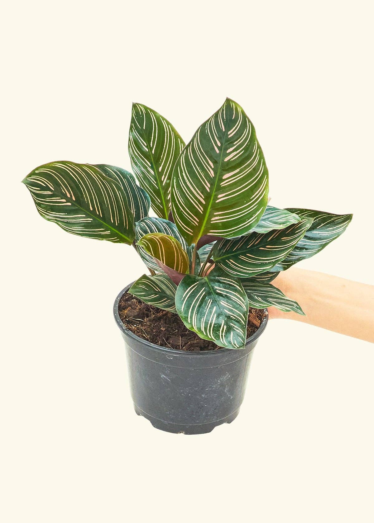 Calathea 'Pinstripe'