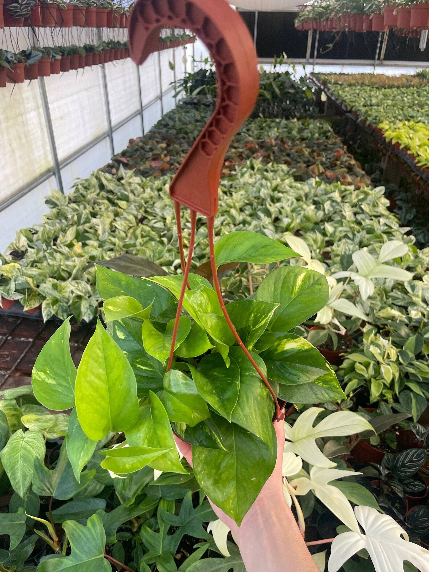 Epipremnum Aureum ‘Golden Pothos’